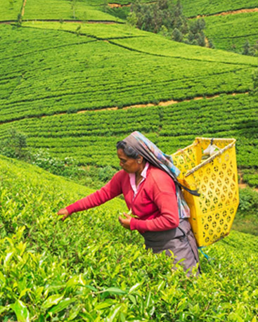 Tour Operator Sri Lanka